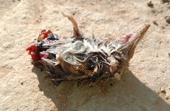 Crocidura