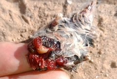 Crocidura