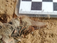 Crocidura