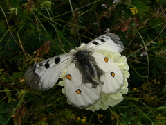 Parnassius nordmanni