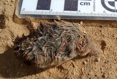 Crocidura