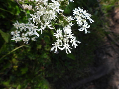 Heracleum austriacum