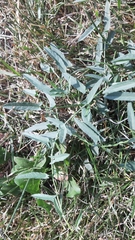Convolvulus arvensis