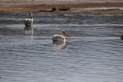 Pelecanus onocrotalus
