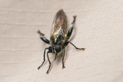 Laphria index