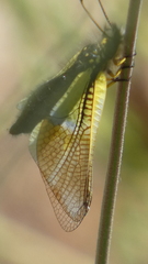 Libelloides baeticus