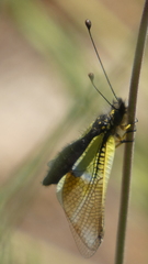 Libelloides baeticus