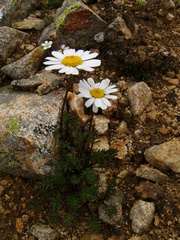 Tripleurospermum caucasicum