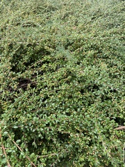 Cotoneaster × suecicus