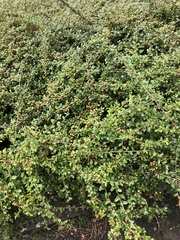 Cotoneaster × suecicus