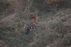 Upupa epops africana