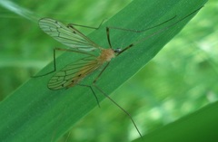 Limonia phragmitidis