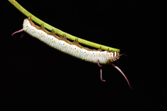 Euploea tulliolus koxinga
