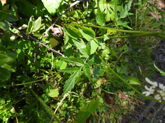 Heracleum austriacum
