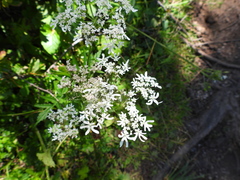 Heracleum austriacum