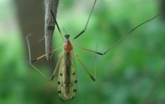 Limonia nigropunctata