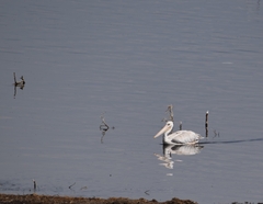 Pelecanus rufescens