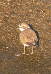 Charadrius dubius