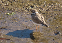 Charadrius dubius