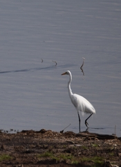 Ardea alba
