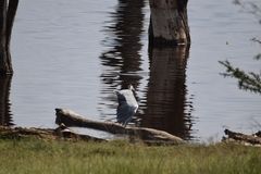 Ardea cinerea