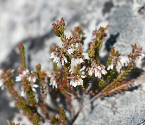 Image of Erica uberiflora by (c) Justin Ponder, some rights reserved (CC BY)