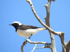 Oenanthe lugentoides