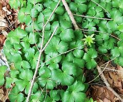 Hepatica transsilvanica