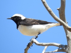 Oenanthe lugentoides