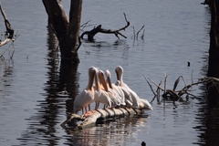 Pelecanus onocrotalus