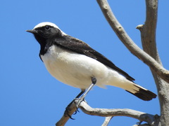 Oenanthe lugentoides