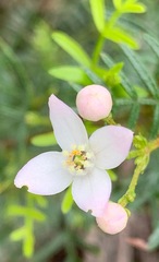 Boronia muelleri