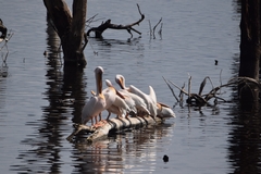 Pelecanus onocrotalus