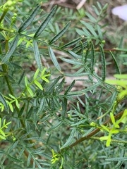 Boronia muelleri