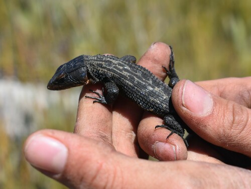 Blue-spotted (Girdled) Lizard, Ninurta coeruleopunctatus