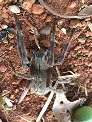 Phoneutria eickstedtae