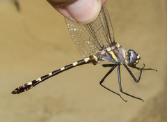 Macromia magnifica