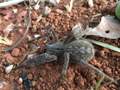 Phoneutria eickstedtae