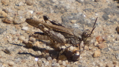 Acrotylus insubricus