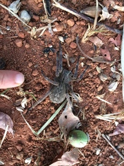 Phoneutria eickstedtae