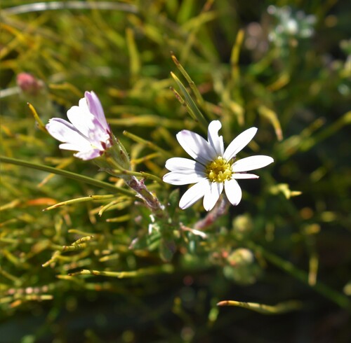 Image of Mairia crenata by (c) Justin Ponder, some rights reserved (CC BY)