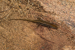 Trachylepis varia