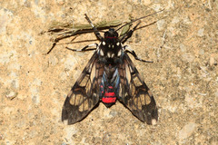 Hyaleucerea vulnerata