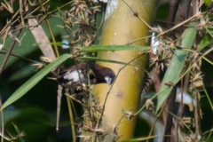 Lonchura leucogastra