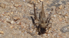 Acrotylus insubricus