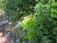 Euphorbia austriaca