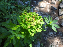 Euphorbia austriaca