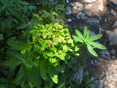 Euphorbia austriaca