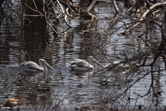 Pelecanus rufescens