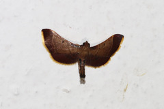 Hypsopygia amoenalis